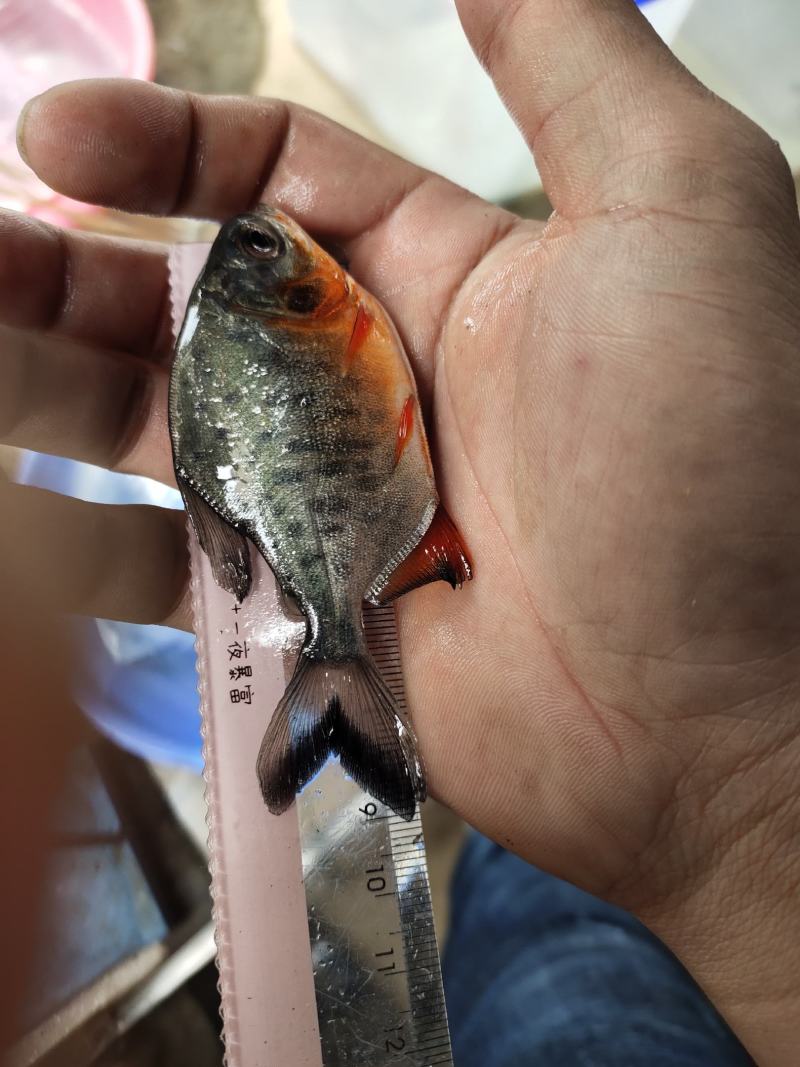 鲳鱼苗，白鲳鱼苗，货源充足，长年出售大小规格苗，场地直销