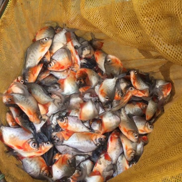 鲳鱼苗，白鲳鱼苗，货源充足，长年出售大小规格苗，场地直销