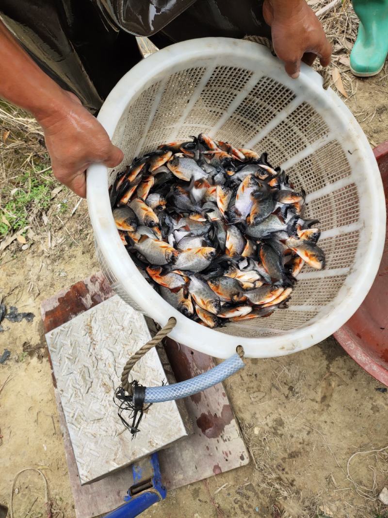 鲳鱼苗，白鲳鱼苗，货源充足，长年出售大小规格苗，场地直销