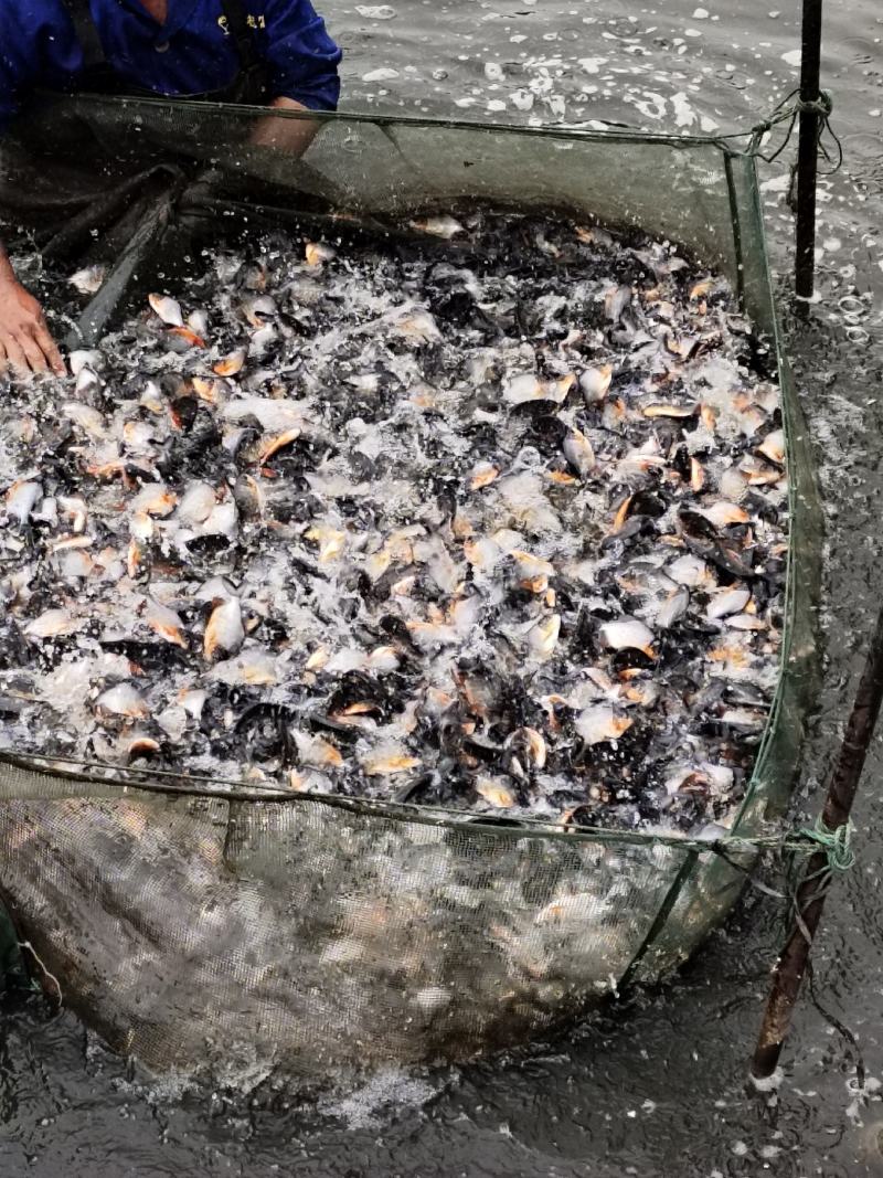 鲳鱼苗，白鲳鱼苗，货源充足，长年出售大小规格苗，场地直销