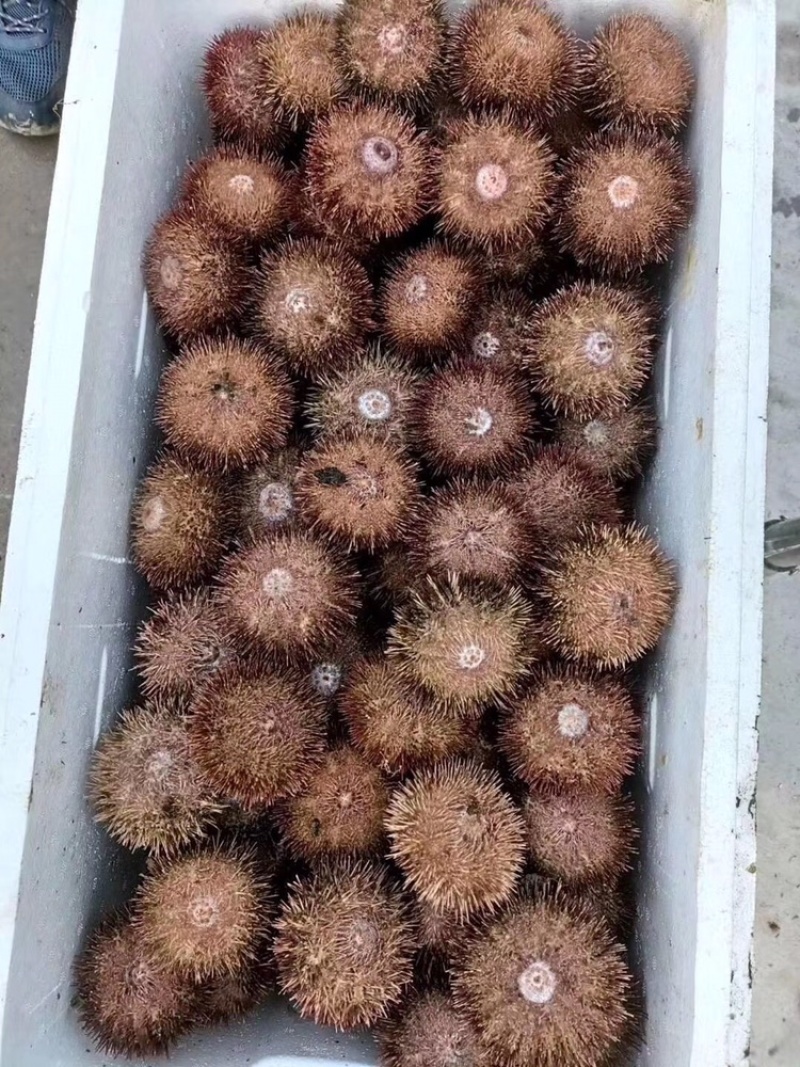200克海胆肉，马粪海胆，飘烫海胆肉，大量订货价格可议