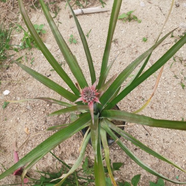 菠萝苗，凤梨南方俗称（旺来），整棵出售，成活率高