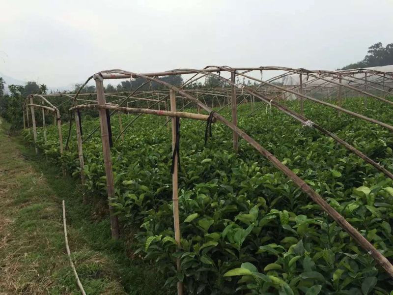 正宗泰国红宝石青柚苗.青柚苗.品质纯正.提供技术指导