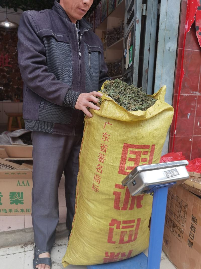 广西金秀大瑶山野生绞股蓝原藤