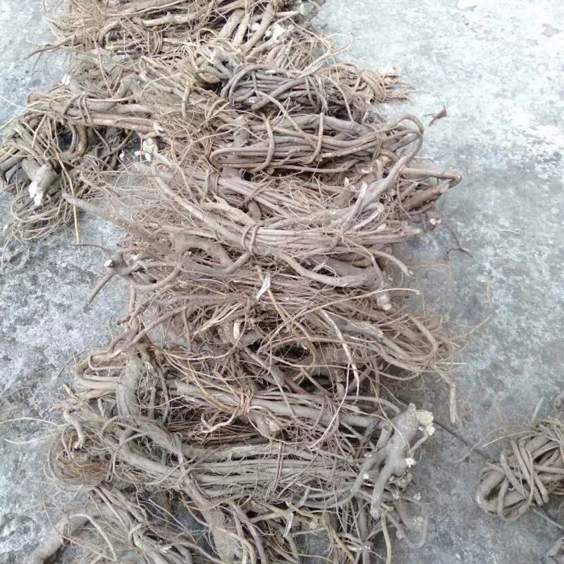 广西金秀大瑶山野生五指毛桃，自然晒干，无硫磺，够干净