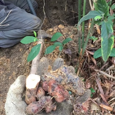 广西金秀大瑶山野生土茯苓干