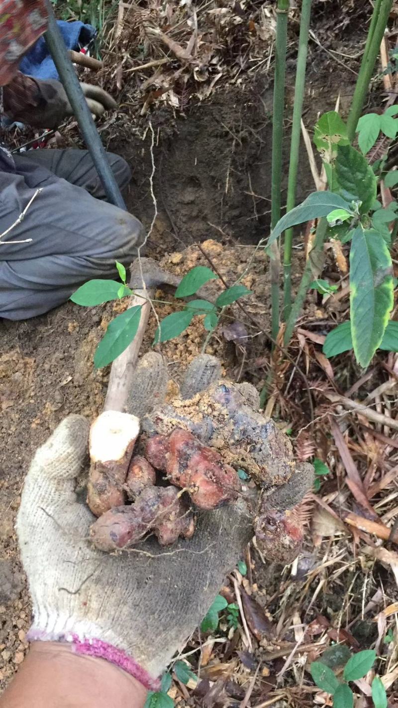 广西金秀大瑶山野生土茯苓干