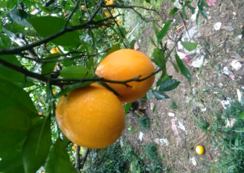 电商果，55—65货源充足，看货论价。