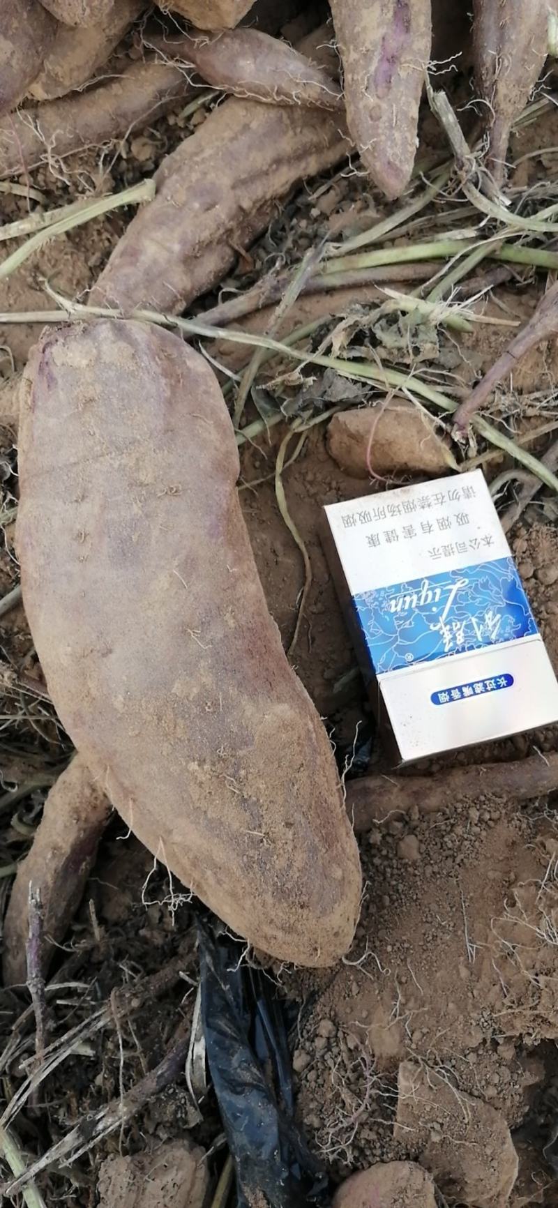 济黑2号凌紫。