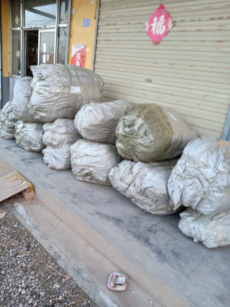 甘肃文冠果苗两年生当年挂果南北适应优质种苗