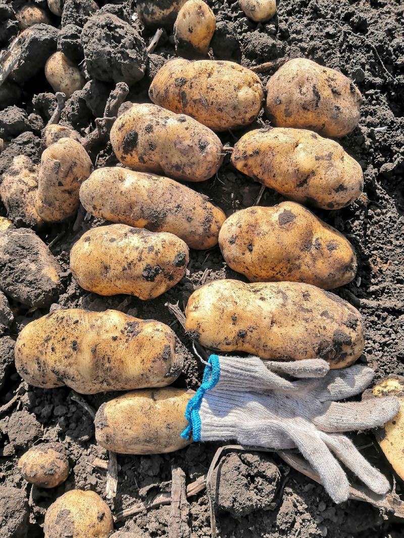 脱毒荷兰十五荷兰806黑龙江种薯基地种子耐储存抗病力强