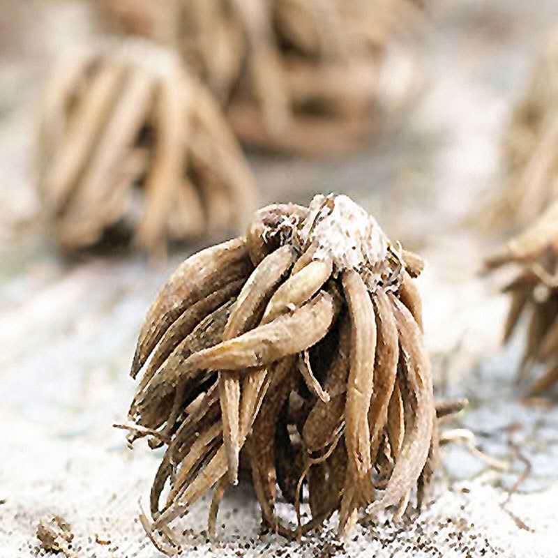 进口花毛茛种球根荷兰洋牡丹花卉秋冬四季开花植物室内盆栽种