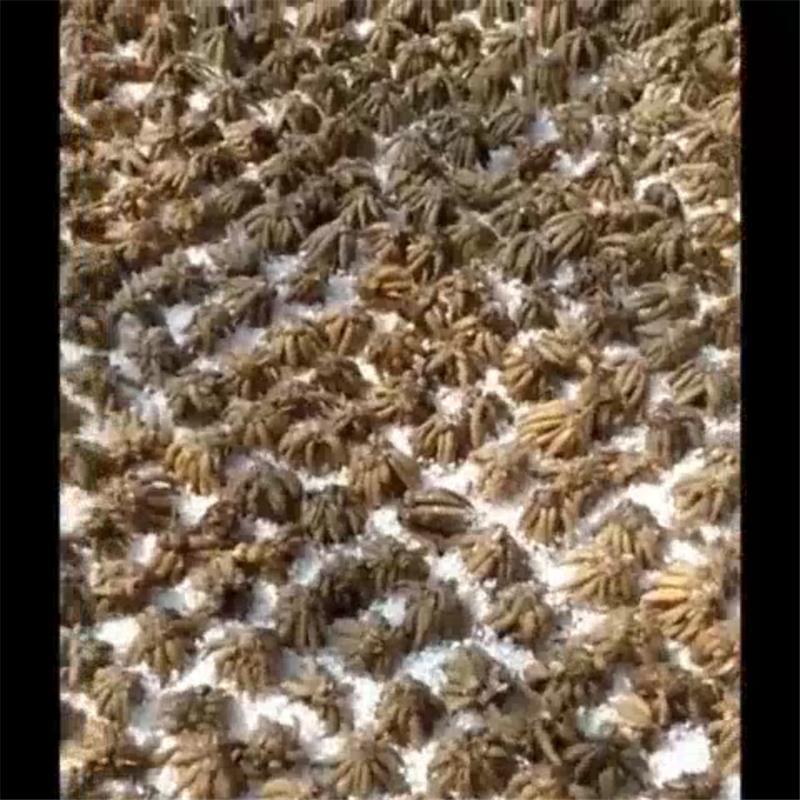 进口花毛茛种球根荷兰洋牡丹花卉秋冬四季开花植物室内盆栽种