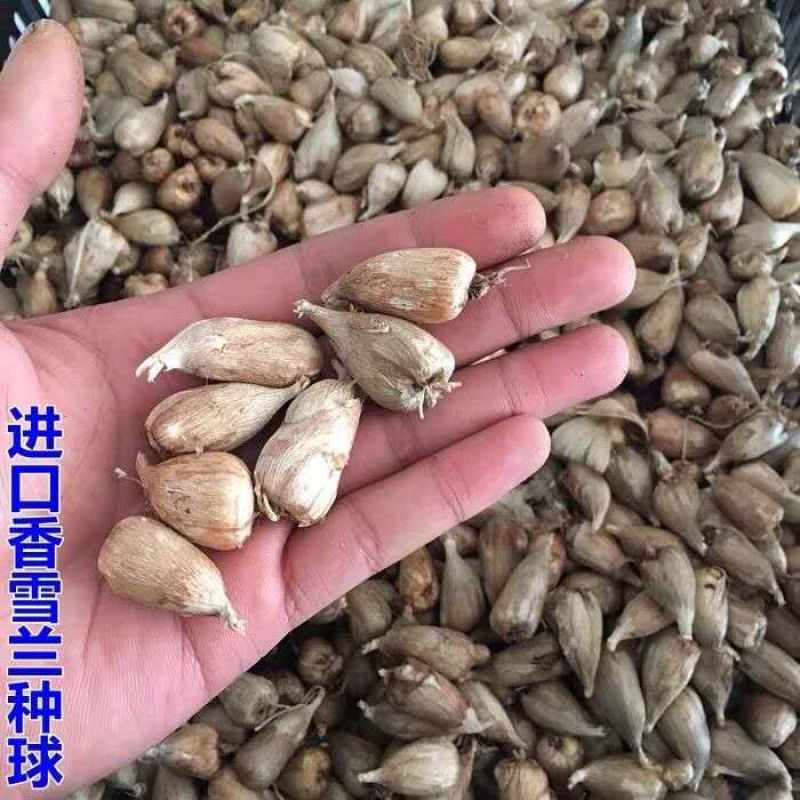 进口香雪兰种球重瓣香雪兰浓香花卉好养易活小苍兰盆栽地栽可