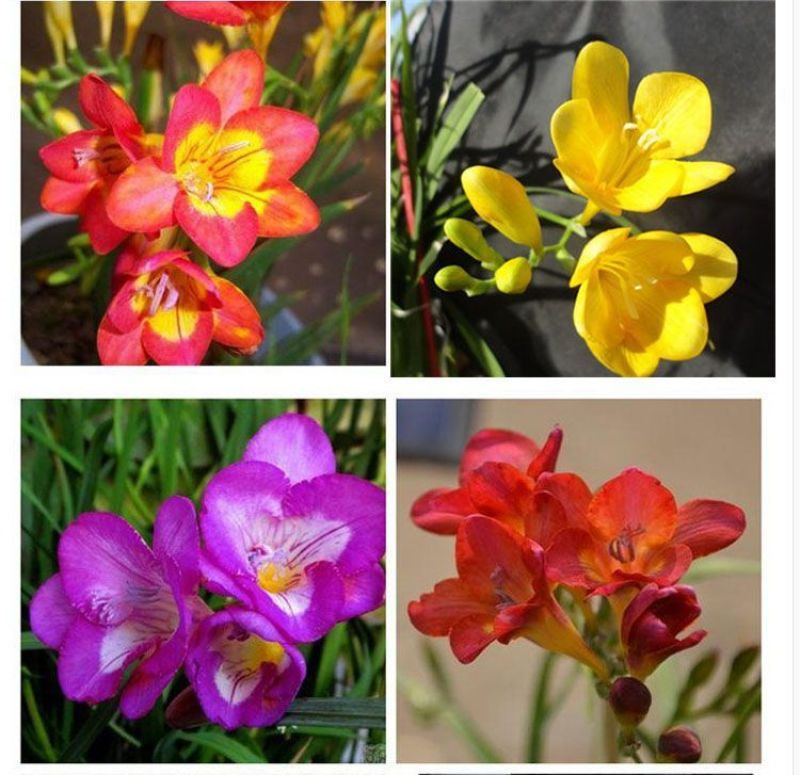 进口香雪兰种球重瓣香雪兰浓香花卉好养易活小苍兰盆栽地栽可