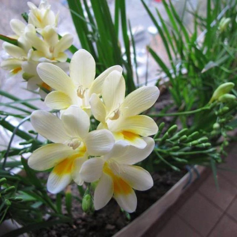 进口香雪兰种球重瓣香雪兰浓香花卉好养易活小苍兰盆栽地栽可