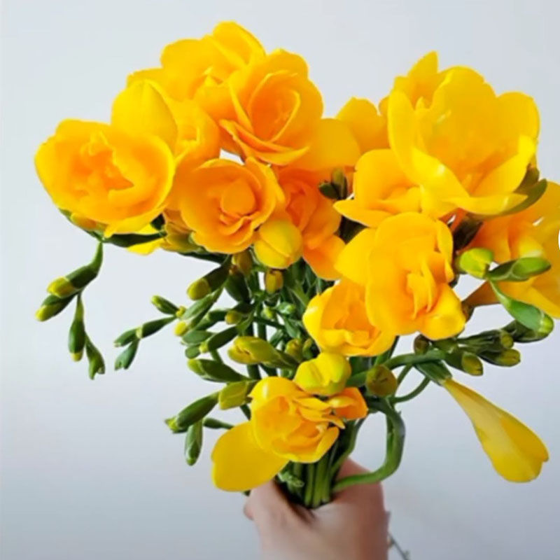 进口香雪兰种球重瓣香雪兰浓香花卉好养易活小苍兰盆栽地栽可