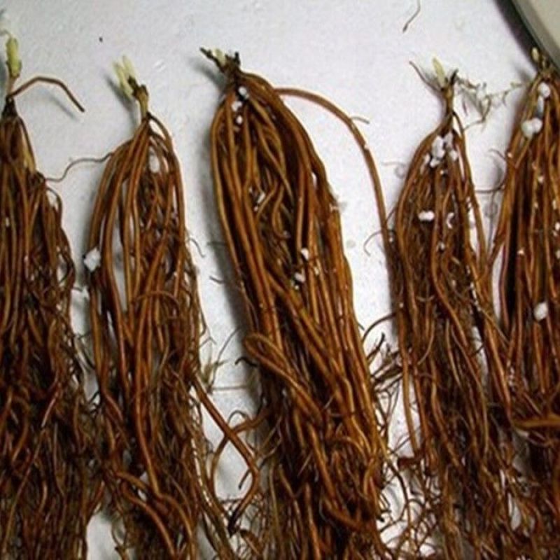 铁线莲重瓣多年生植物盆栽四季开花室内阳台庭园爬藤攀援绿植