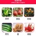 杜邦可杀得三千叁仟3000氢氧化铜细菌病害角斑病农药进口