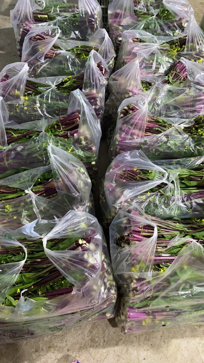 紫菜苔，紫菜苔，紫菜苔，紫菜苔，紫菜苔，紫菜苔，紫菜苔