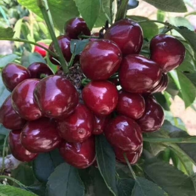 石榴苗保证质量品质好