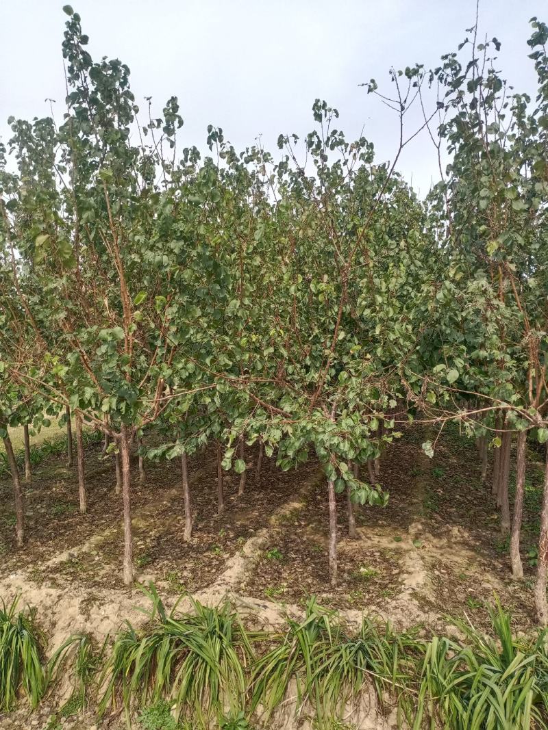 无花果种苗带果发货保证质量