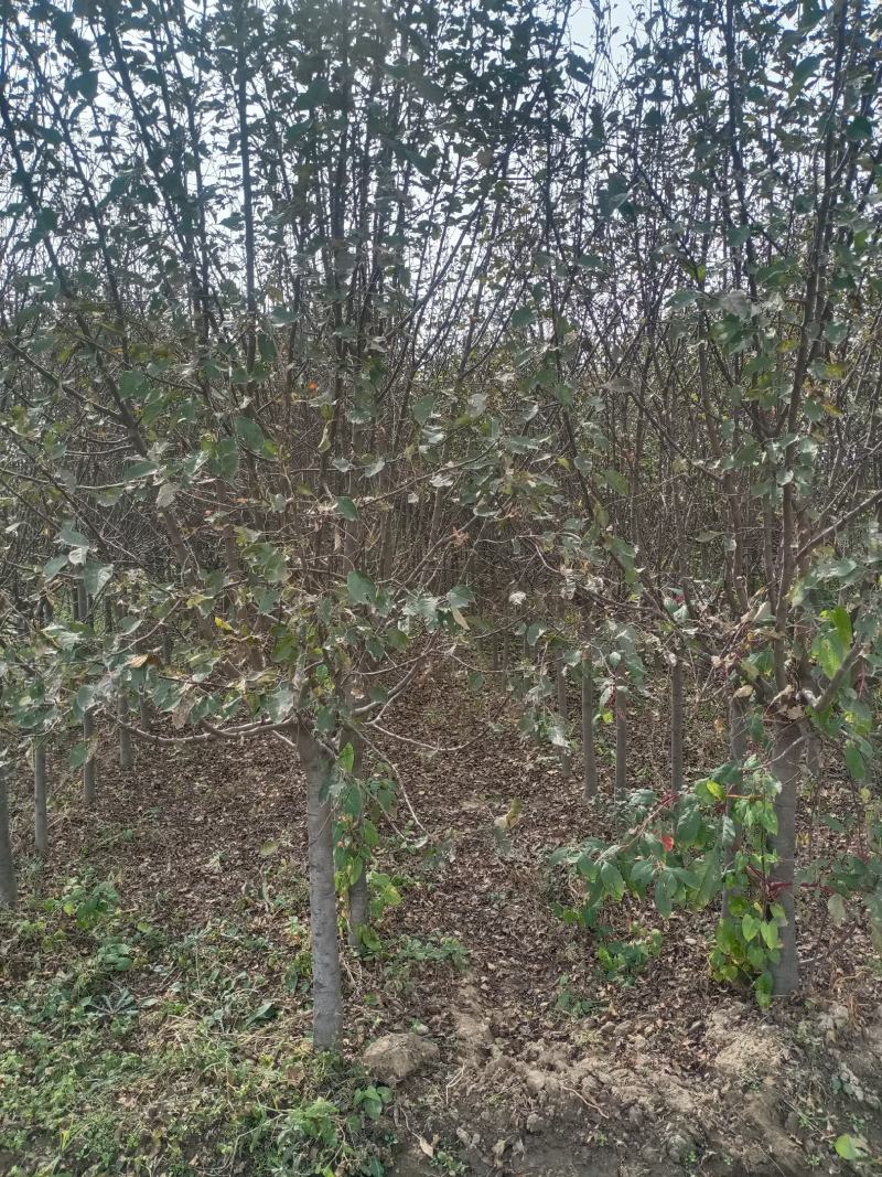 无花果种苗带果发货保证质量