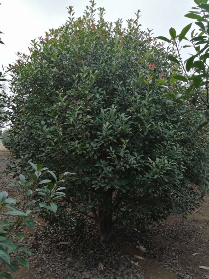 河南南阳大量供应5～15..精品高杆红叶石楠