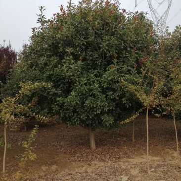 河南南阳大量供应5～15..精品高杆红叶石楠