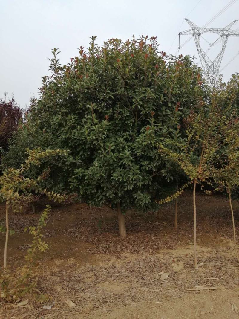 河南南阳大量供应5～15..精品高杆红叶石楠