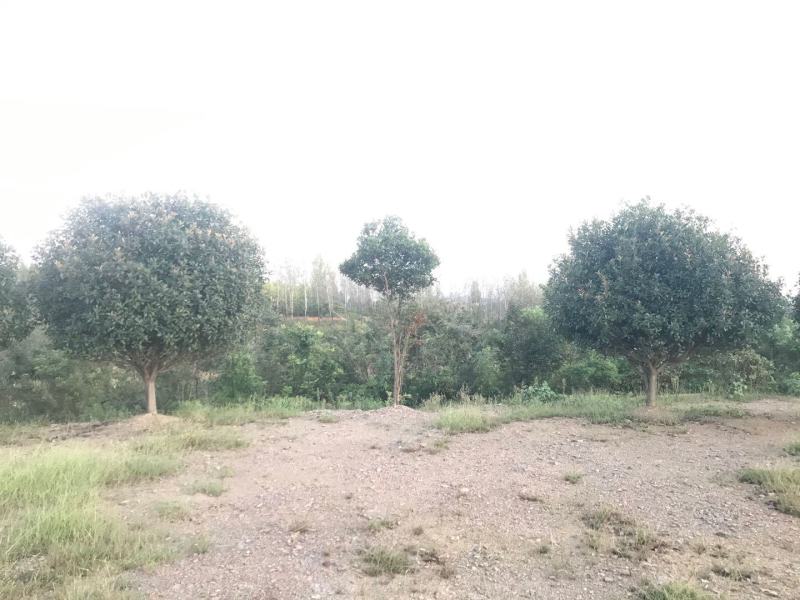 河南南阳大量供应5～15..精品高杆红叶石楠