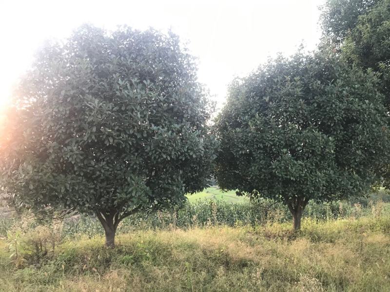 河南南阳大量供应5～15..精品高杆红叶石楠
