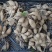 大丽花种球各种四季开花球根花卉庭院植物室内盆栽大丽菊地瓜