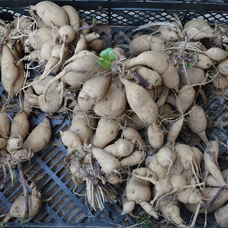 大丽花种球各种四季开花球根花卉庭院植物室内盆栽大丽菊地瓜