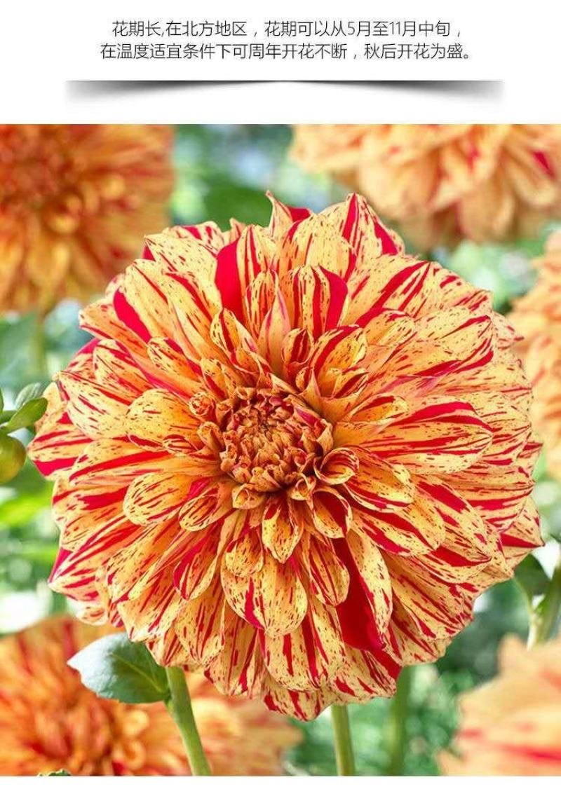 大丽花种球各种四季开花球根花卉庭院植物室内盆栽大丽菊地瓜