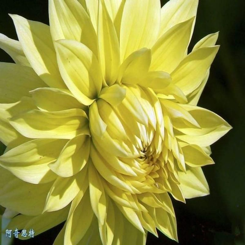 大丽花种球各种四季开花球根花卉庭院植物室内盆栽大丽菊地瓜