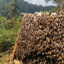 深山老林原生态生产的土蜂蜜