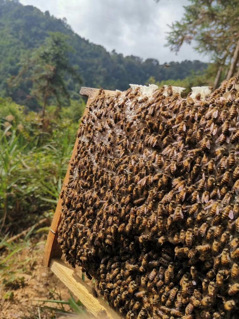 深山老林原生态生产的土蜂蜜