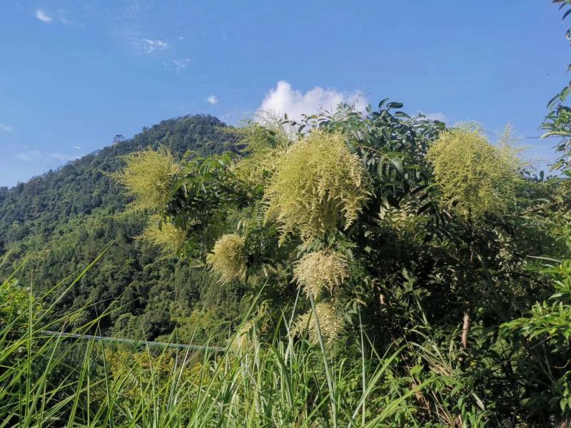 深山老林原生态生产的土蜂蜜