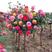 棒棒糖月季树状月季1-7公分多色多彩带花发货带土球