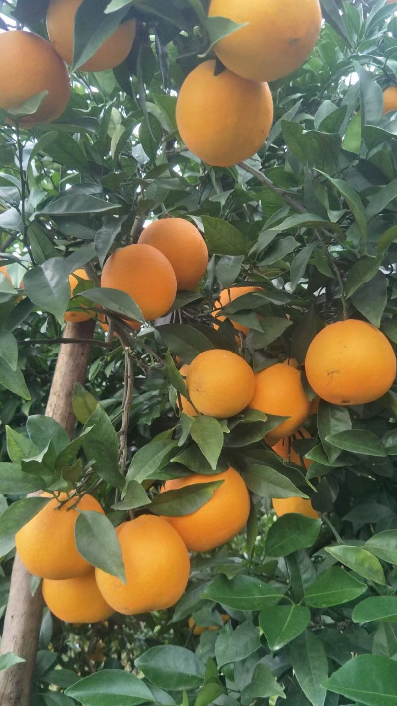 湖南精品加蜜纽柯尔脐橙/个头均匀/口感纯甜/产地直发