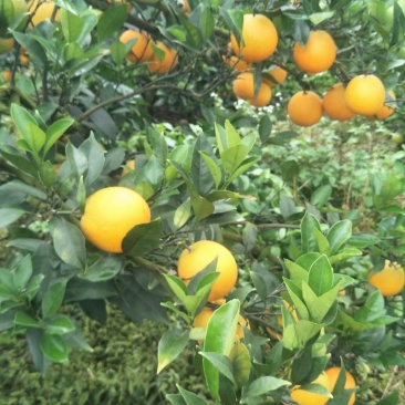 湖南精品加蜜纽柯尔脐橙/个头均匀/口感纯甜/产地直发