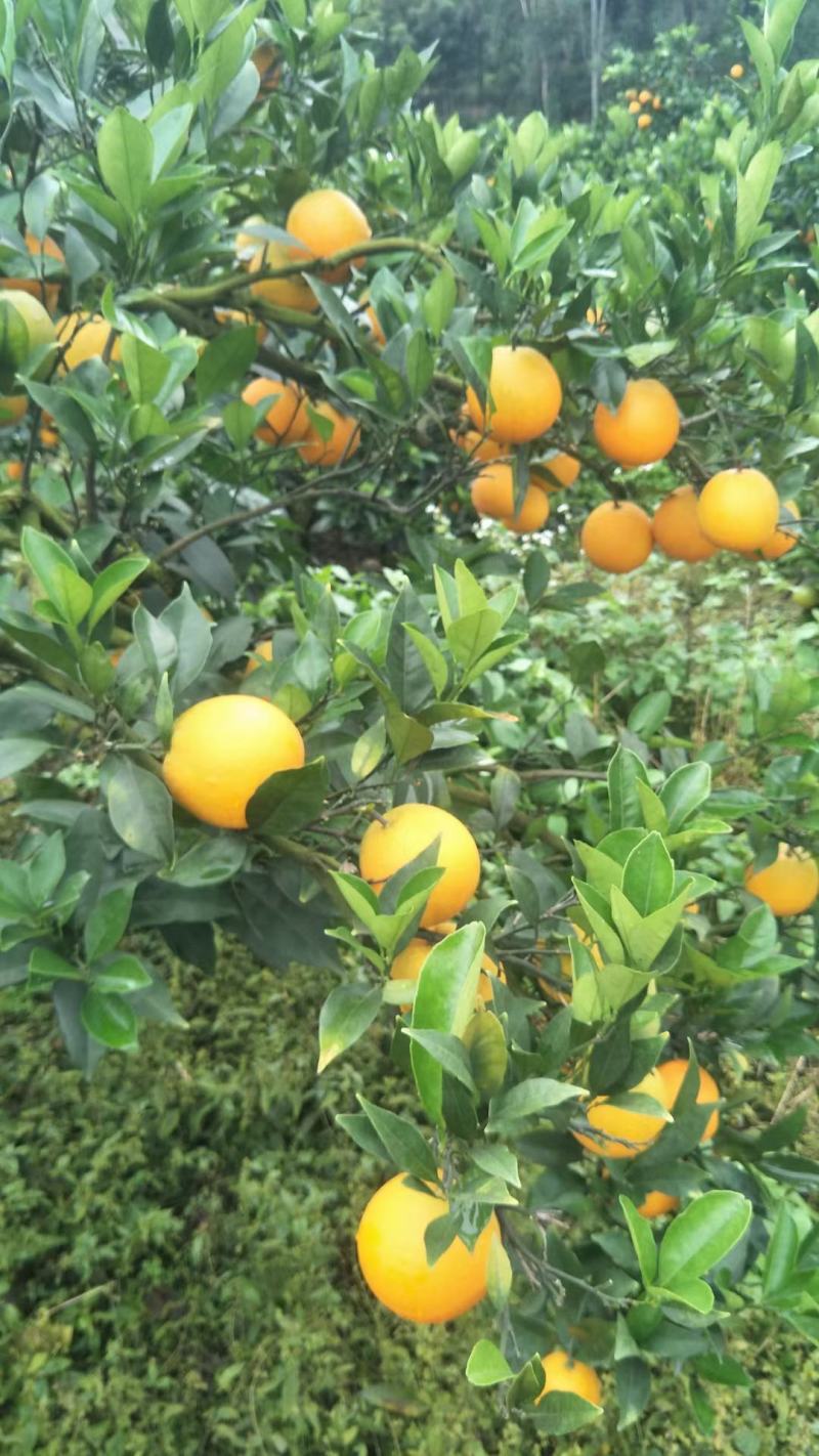 湖南精品加蜜纽柯尔脐橙/个头均匀/口感纯甜/产地直发