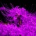 四季彼岸花种球种根曼珠沙华红花石蒜种子盆栽花卉草莓蔬菜种