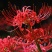 四季彼岸花种球种根曼珠沙华红花石蒜种子盆栽花卉草莓蔬菜种