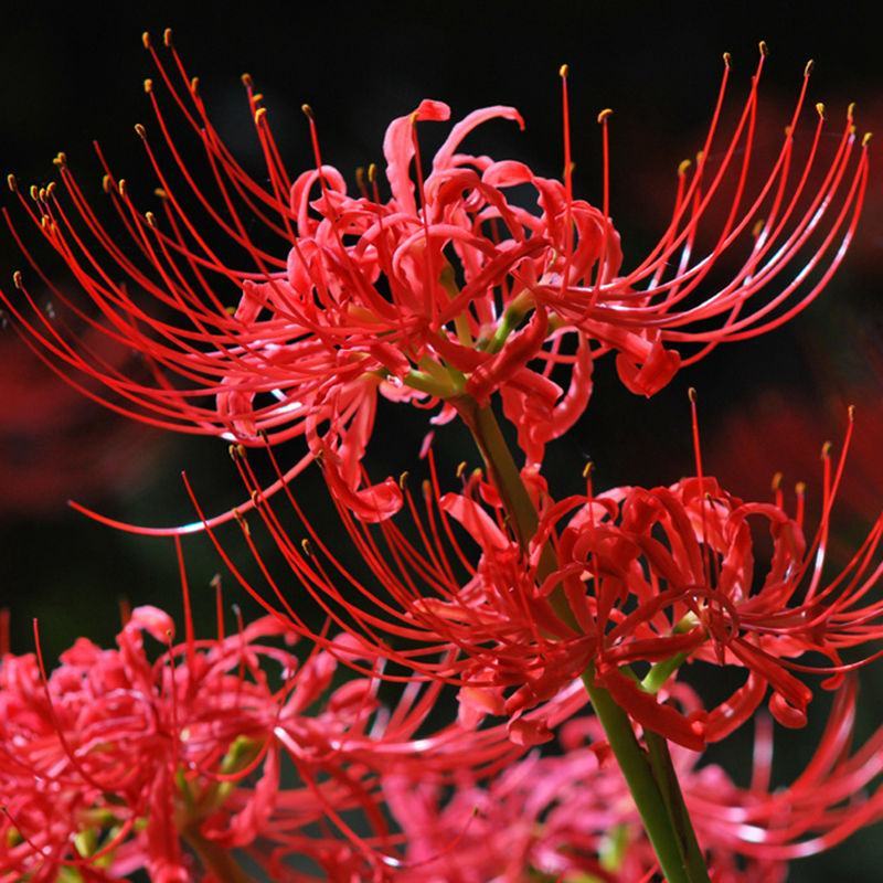 四季彼岸花种球种根曼珠沙华红花石蒜种子盆栽花卉草莓蔬菜种