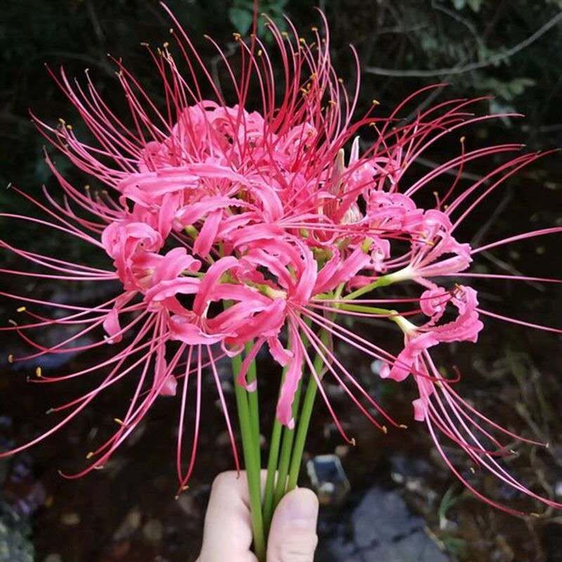 四季彼岸花种球种根曼珠沙华红花石蒜种子盆栽花卉草莓蔬菜种
