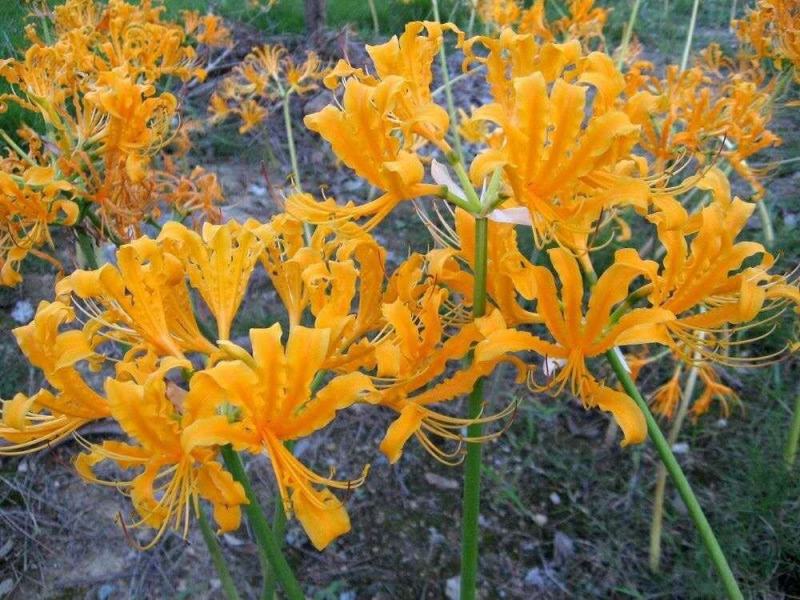 四季彼岸花种球种根曼珠沙华红花石蒜种子盆栽花卉草莓蔬菜种