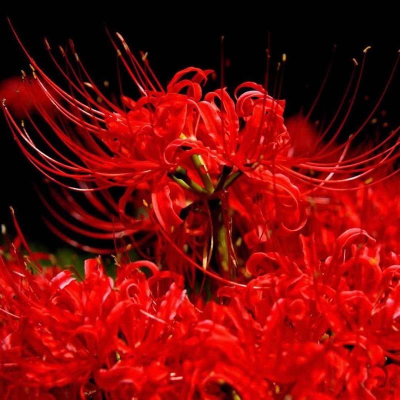 四季彼岸花种球种根曼珠沙华红花石蒜种子盆栽花卉草莓蔬菜种