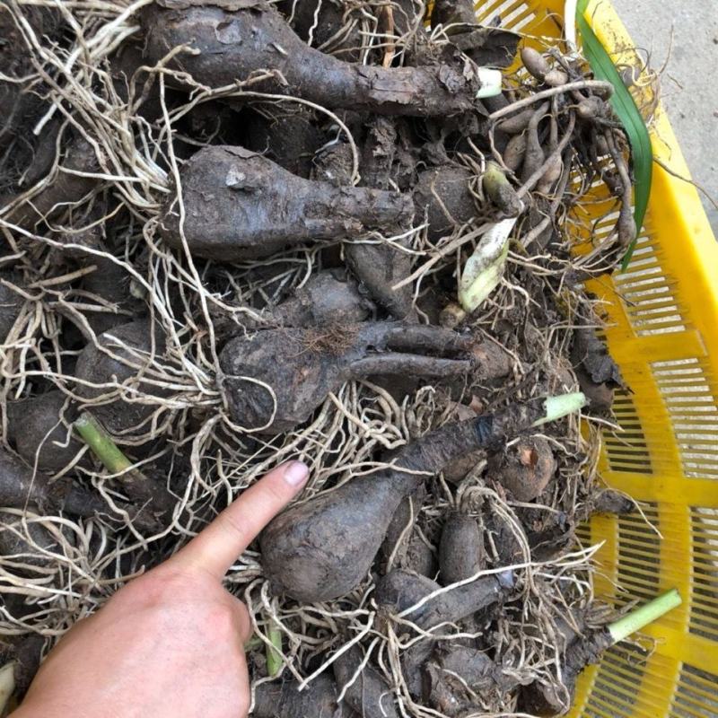 四季彼岸花种球种根曼珠沙华红花石蒜种子盆栽花卉草莓蔬菜种
